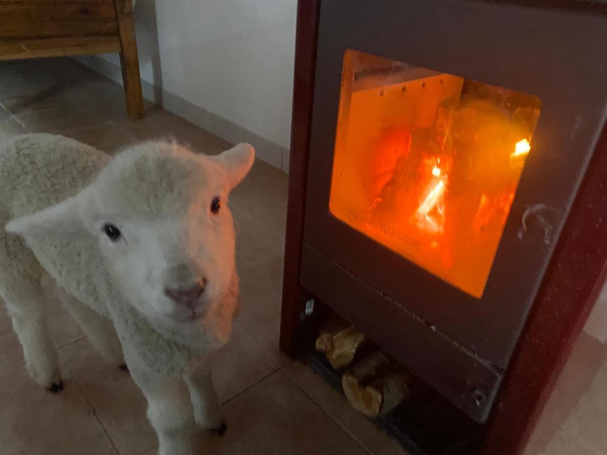 Estancia Bonanza Patagonian Lodge Experience إل تشالتين المظهر الخارجي الصورة